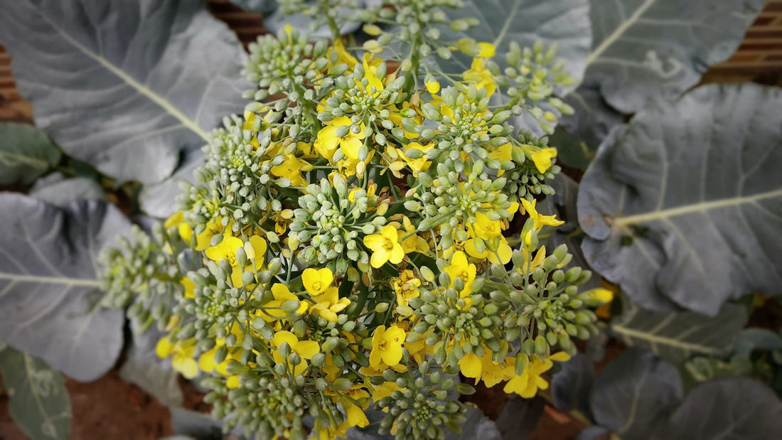 broccoli plant with small yellow flowers