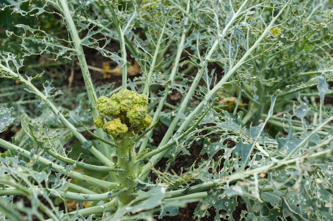 broccoli plant with big leafy green foliage growing outside in a vegetable bed