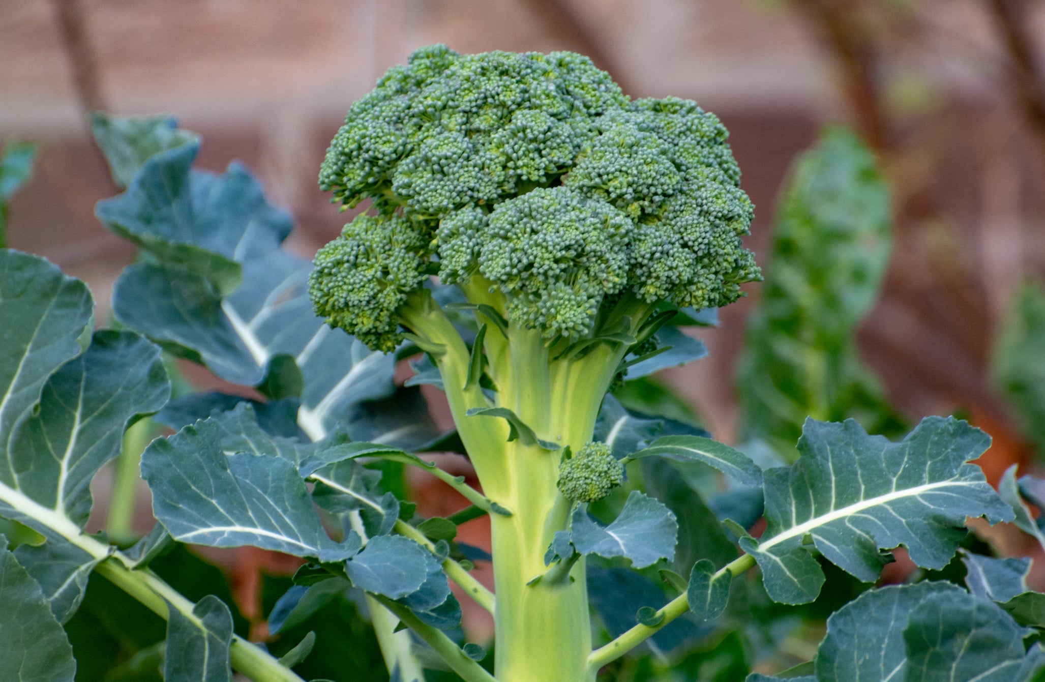 broccoli plant growing outside with a green vegetable ready to be harvested and dark green foliage