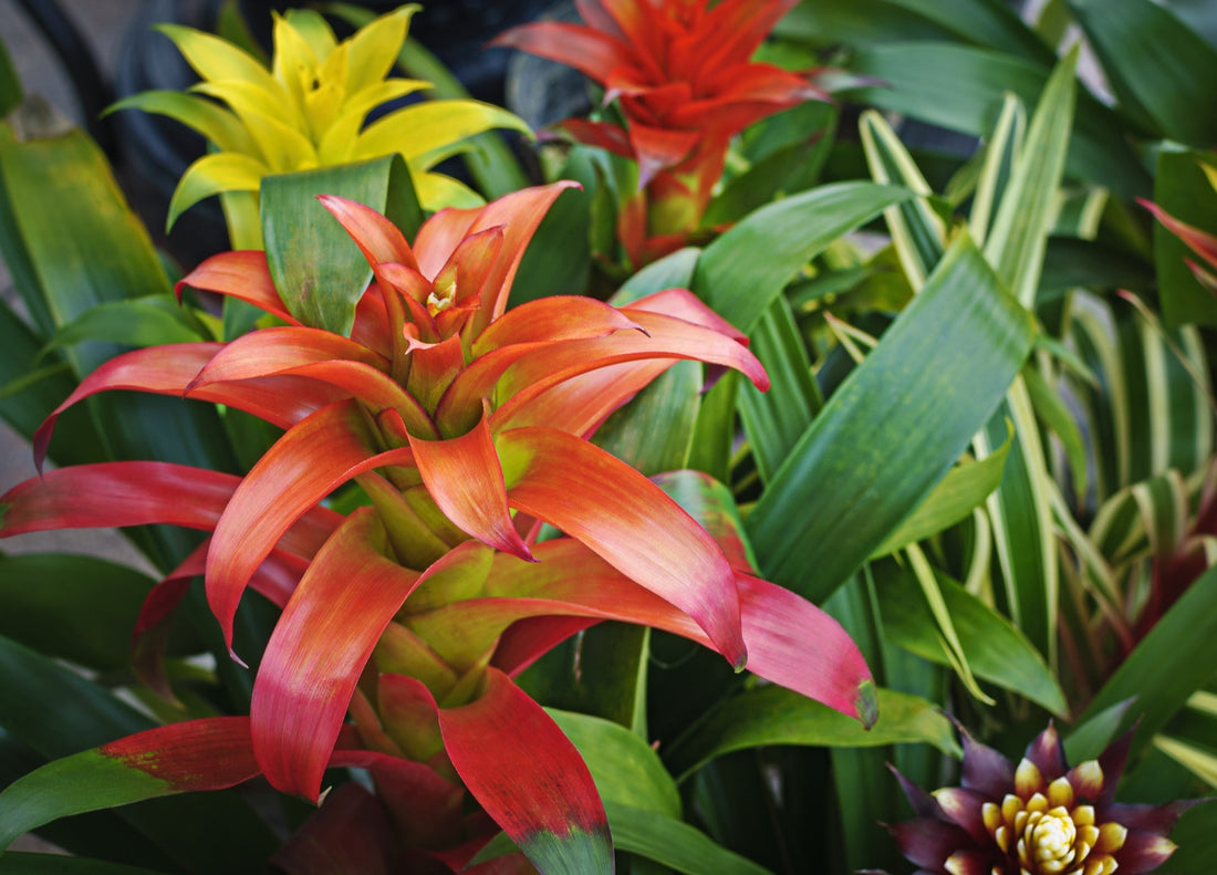 orange, red and yellow flowering bromeliads with variegated foliage growing outdoors