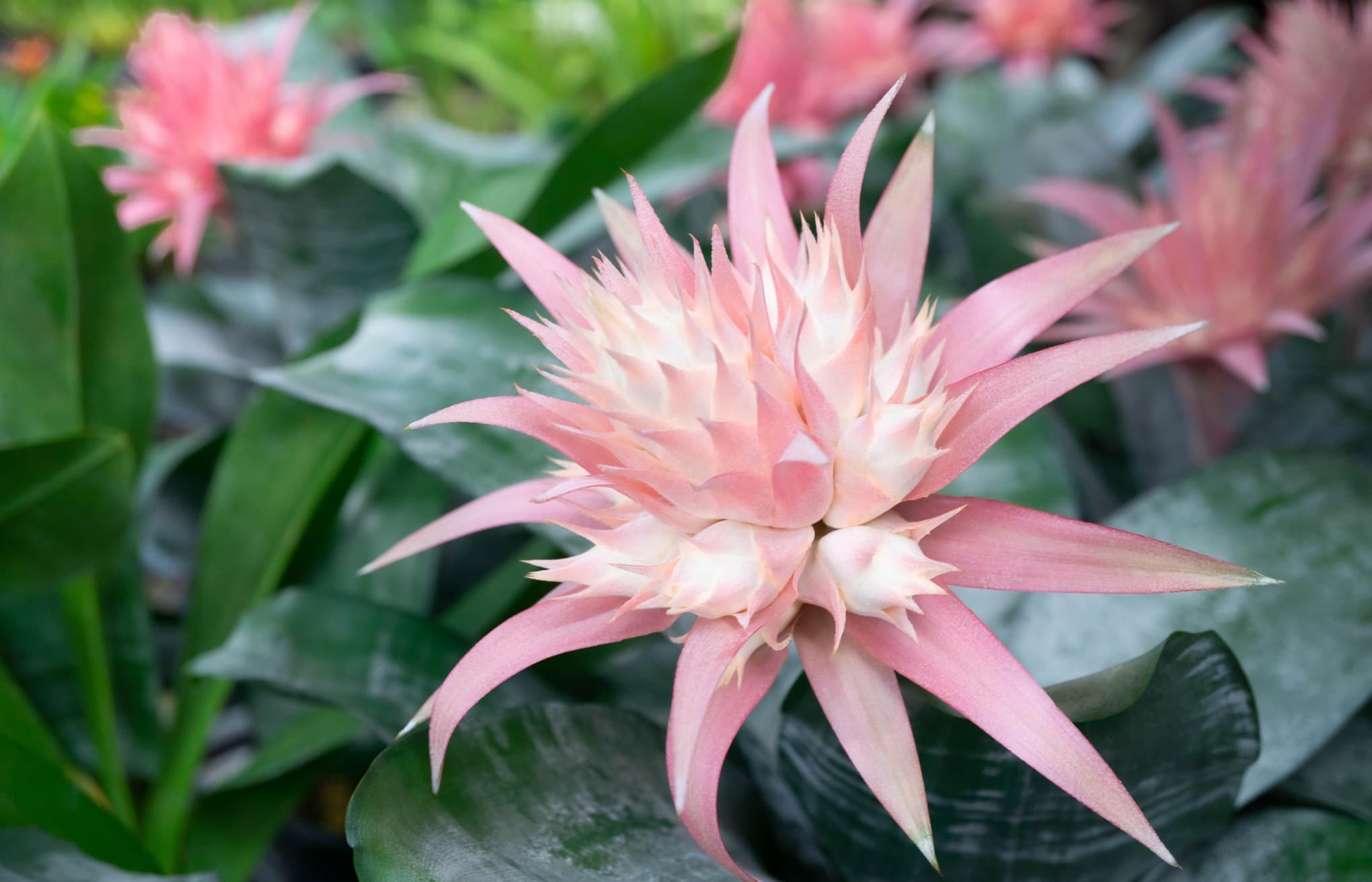 tropical pink flowering bromeliad