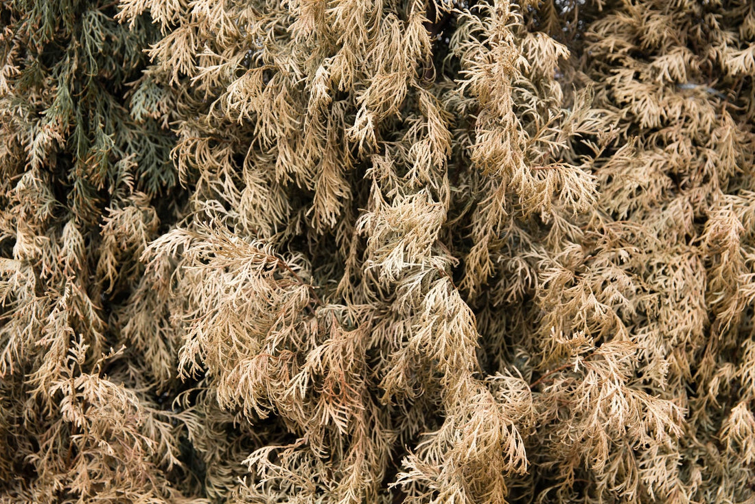 brown dried conifer foliage