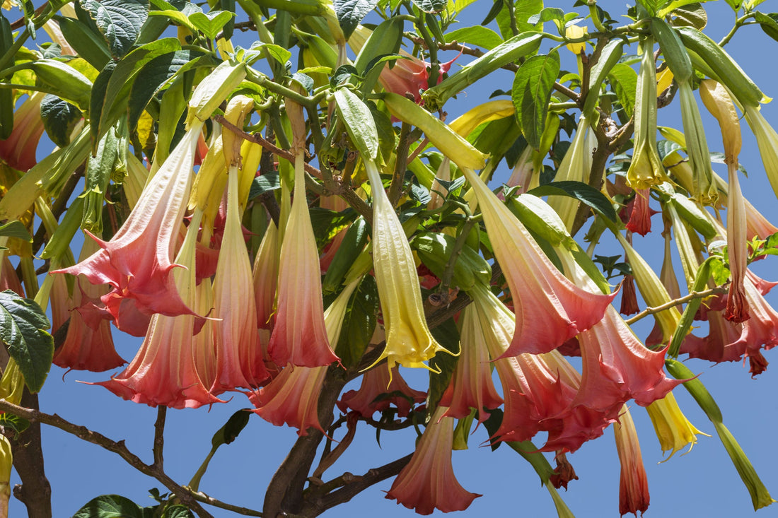 red and yellow flowering brugmansia tree growing outside in front of a blue sky