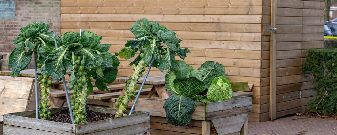 brussels sprouts and cabbage plants growing in wooden planters