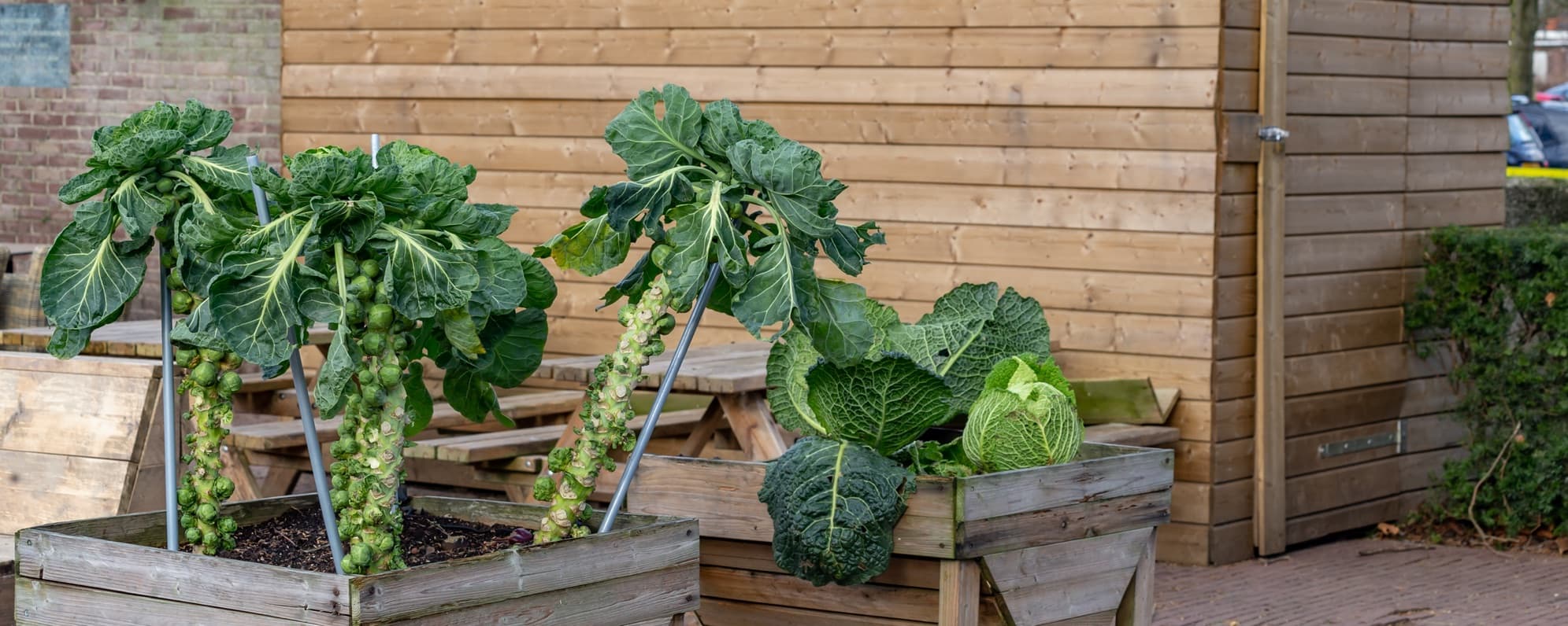 brussels sprouts and cabbage plants growing in wooden planters