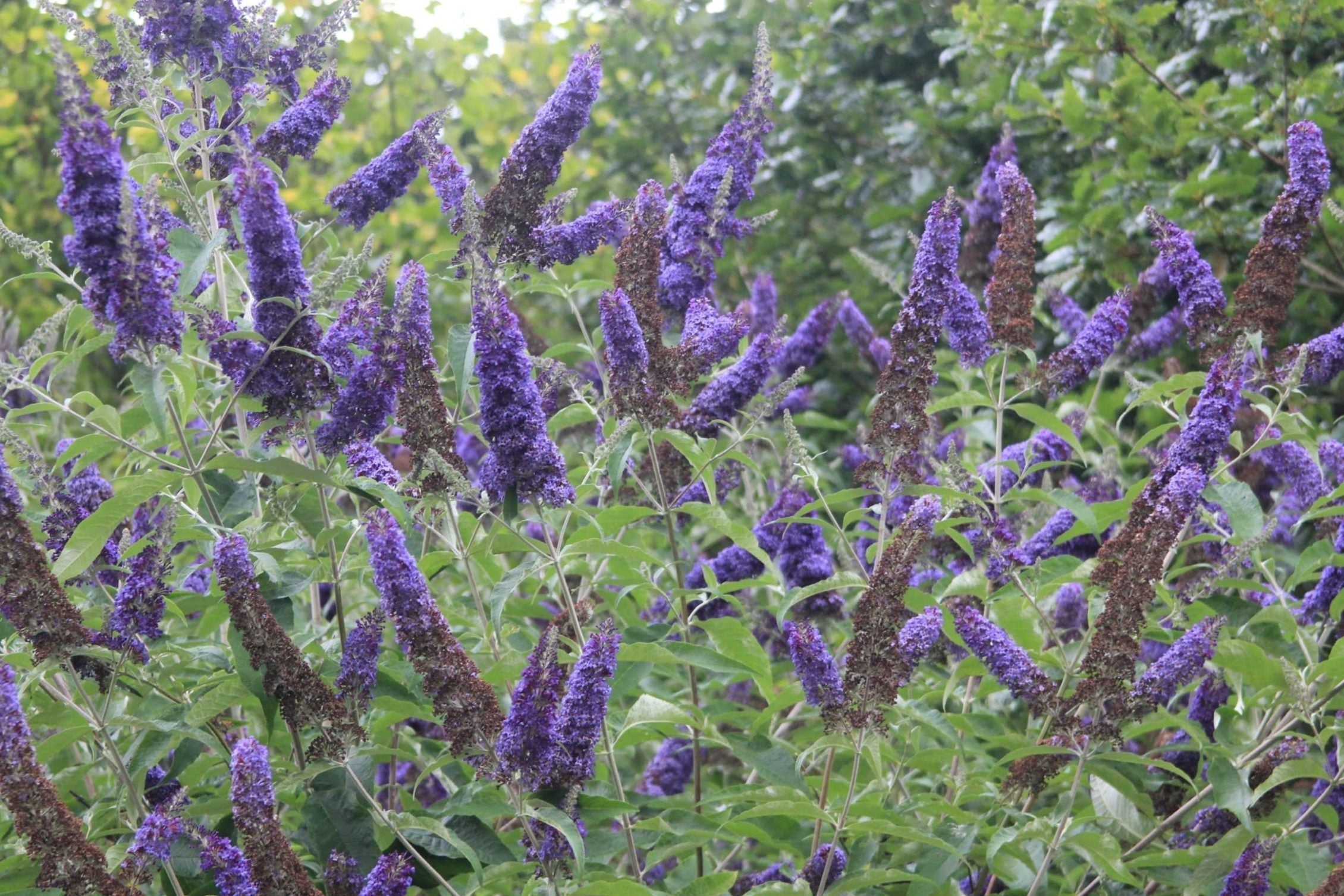 numerous buddleia plants