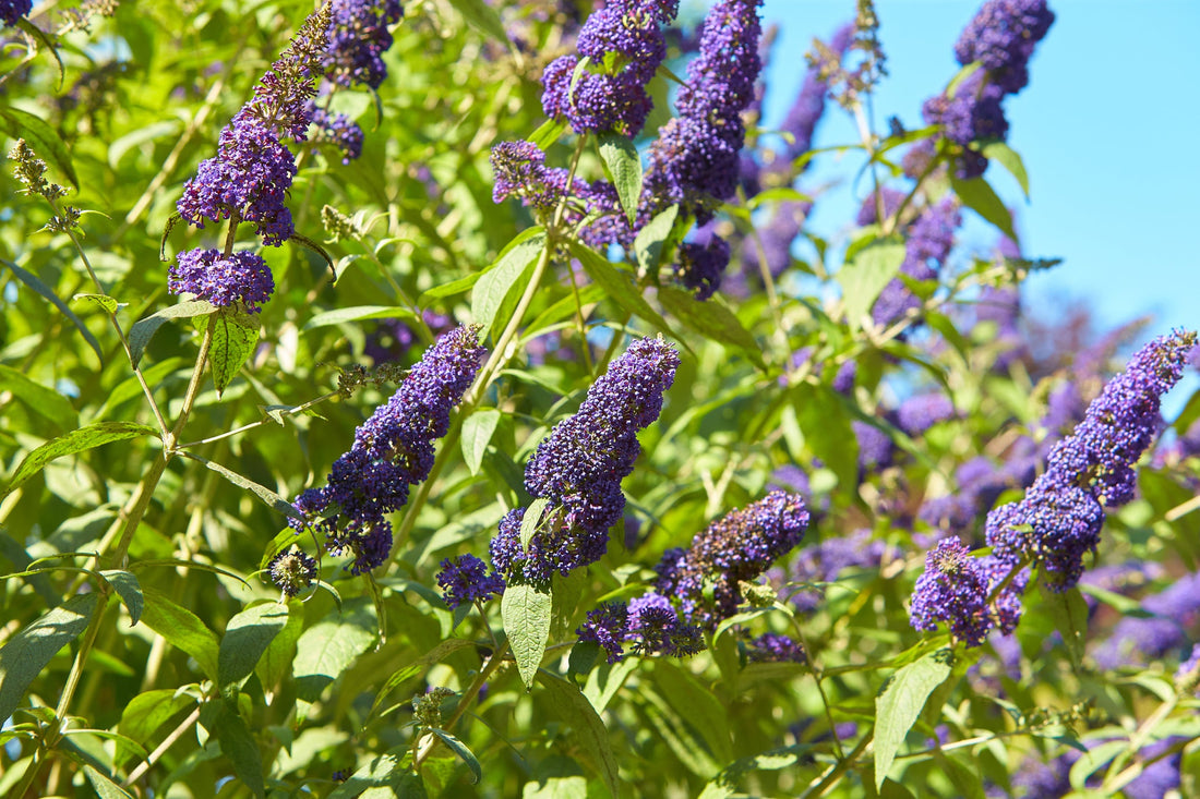 purple flowering buddlejas growing outside on a sunny day