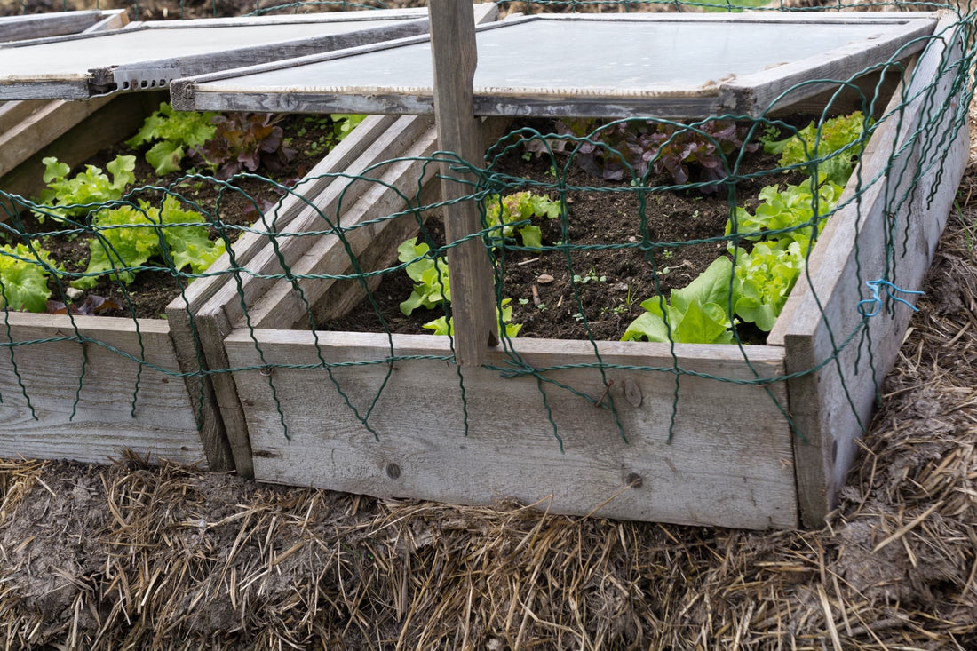 timber DIY cold frames with salad foliage being grown