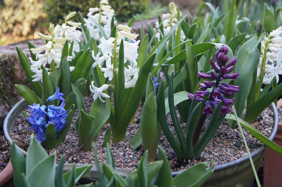 hyacinths, tulips and allium planted in a tin bath bulb lasagne