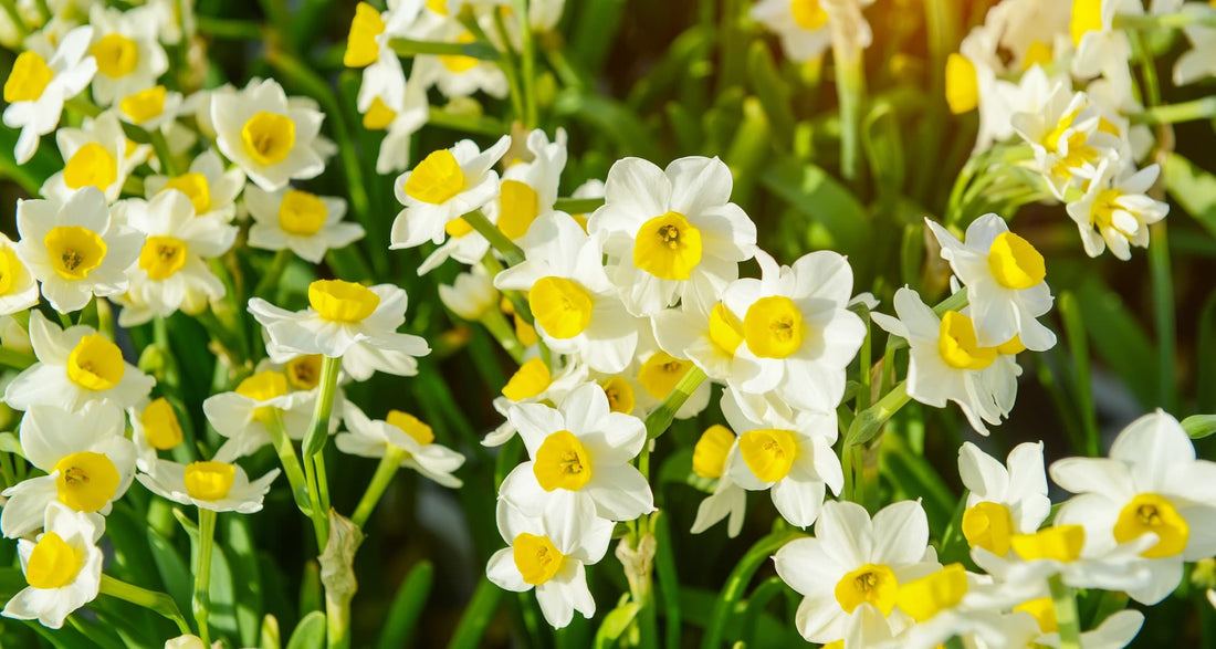 multiple yellow daffodils