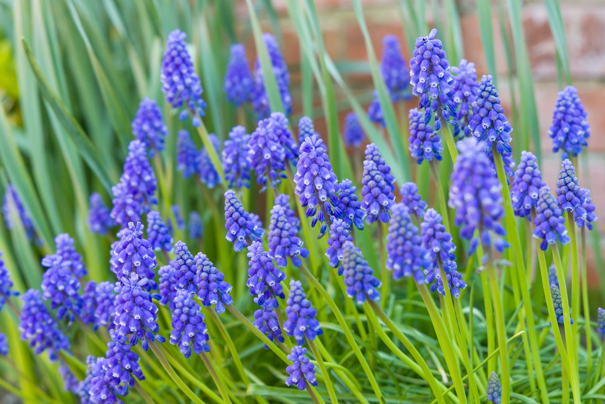 blue flowering bulbs with long green stems growing in front of a brick wall