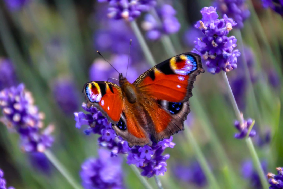 butterfly on lavender