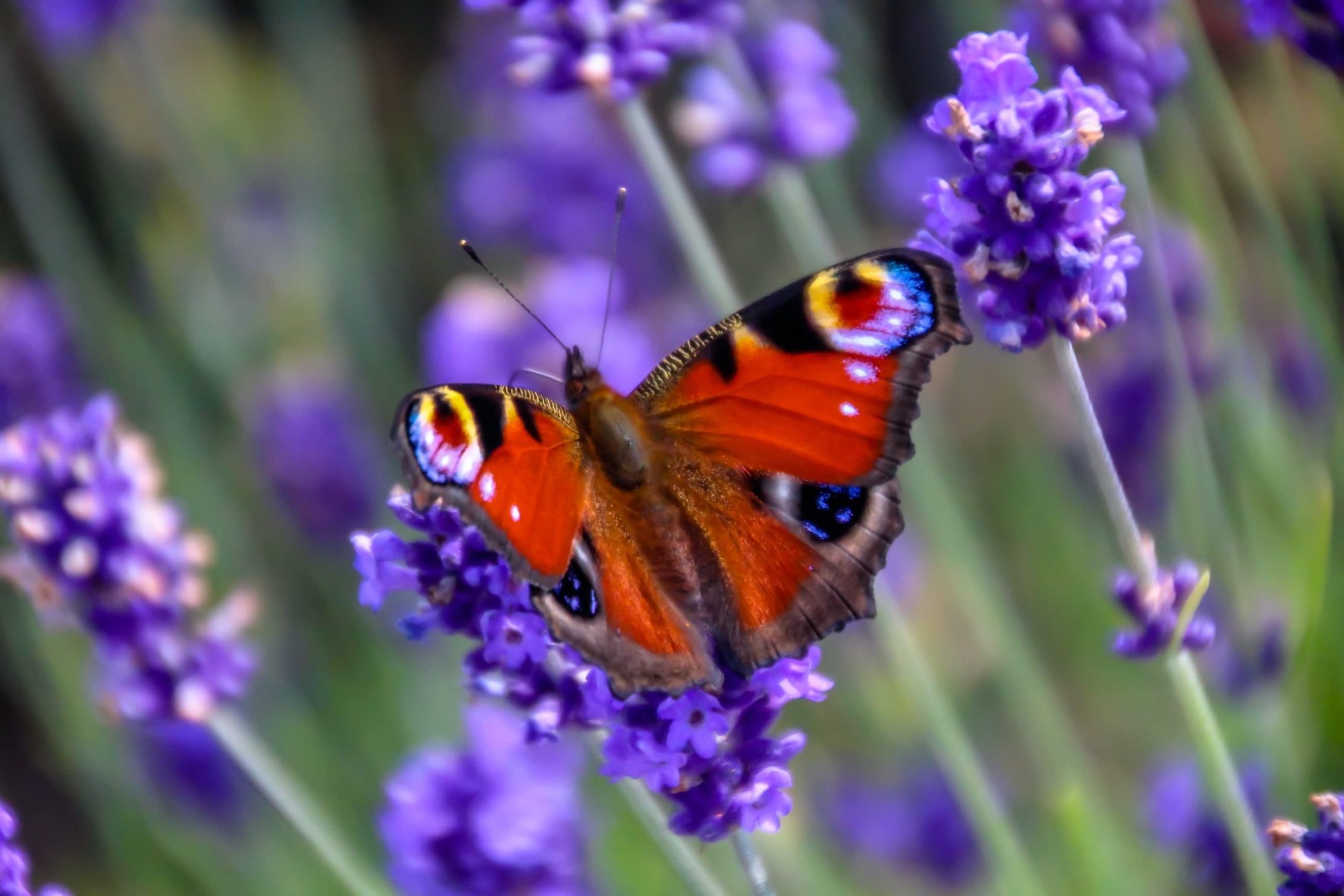 butterfly on lavender