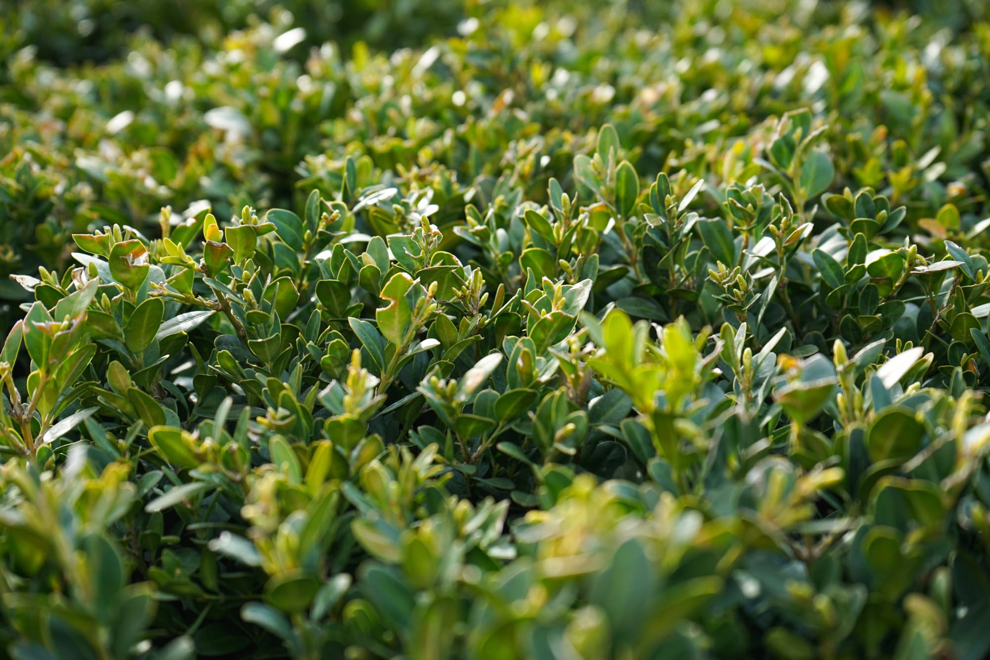 box shrub with ovate leaves that has been pruned as a hedge