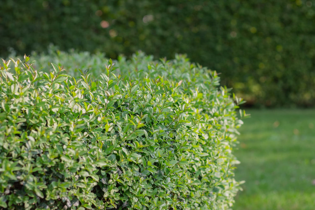 buxus shrub that has been pruned into a hedge with tiny green lanceolate leaves
