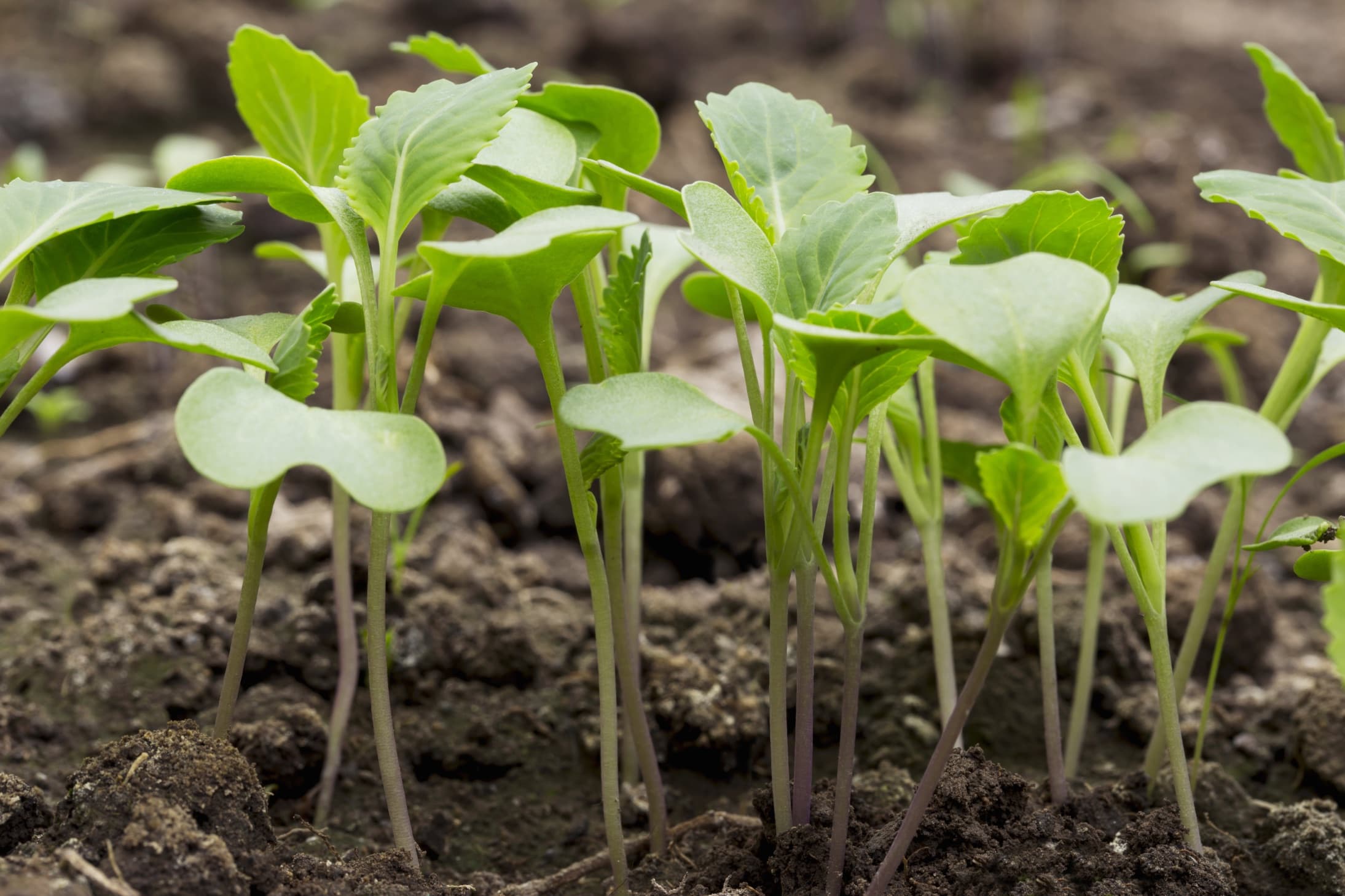 many green cabbage seedlings growing in a patch