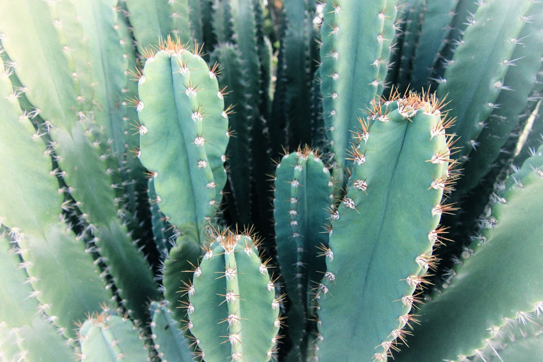 blue-green fleshy and tall bodies of cacti with their ribs covered in small thin creamy spikes