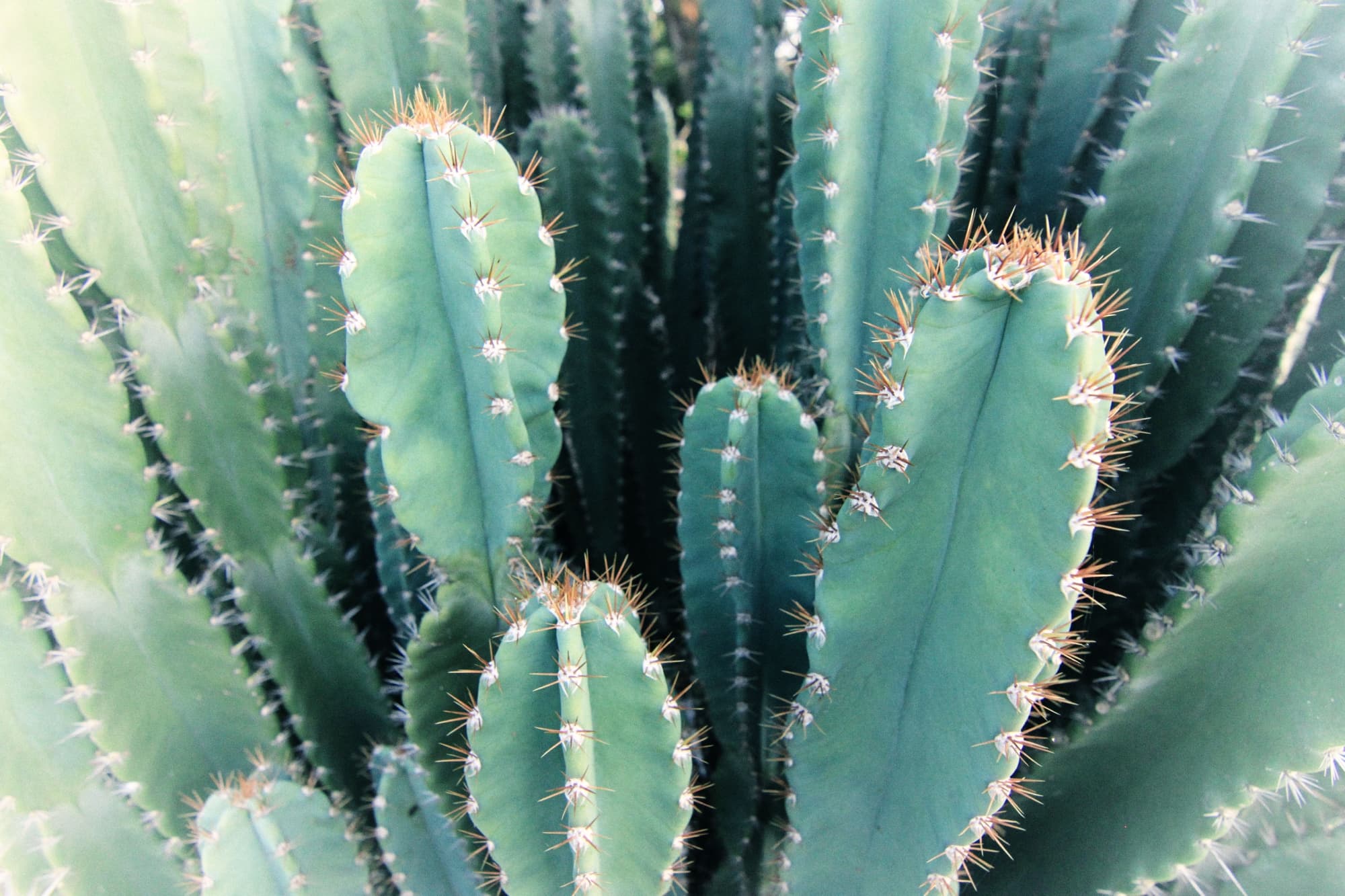 blue-green fleshy and tall bodies of cacti with their ribs covered in small thin creamy spikes