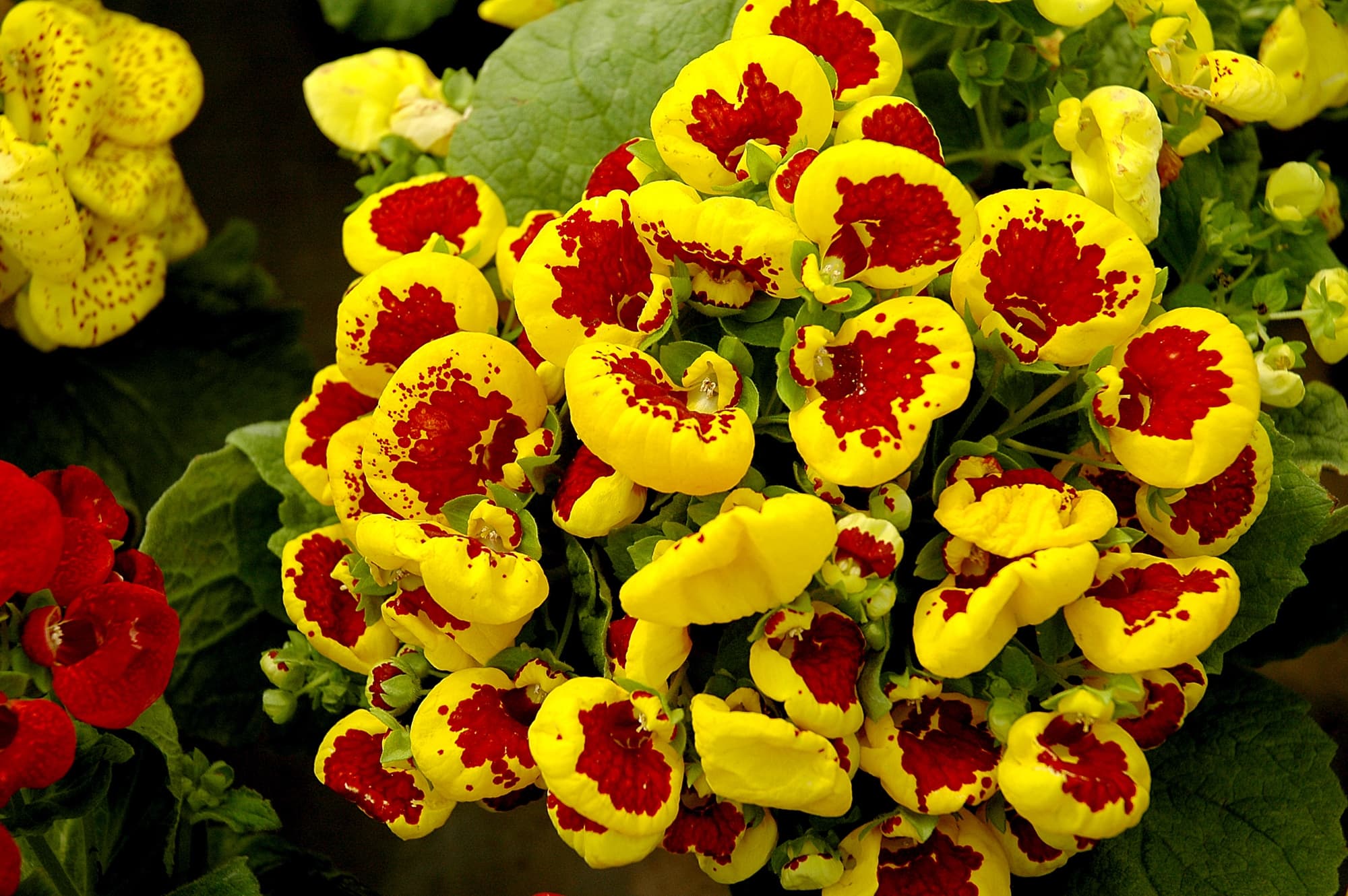calceolaria biflora with orange and red flowers growing in a clump