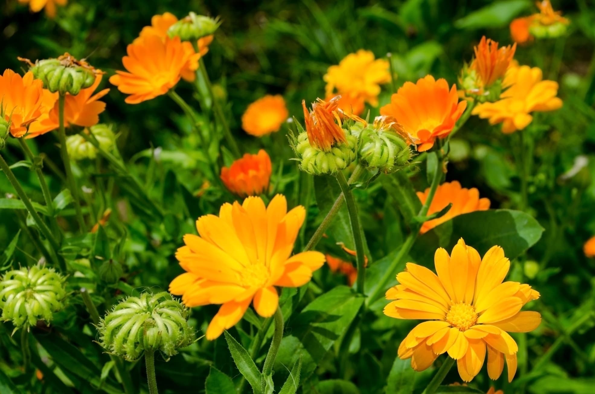 pot marigold calendula flowers in shades of yellow and orange