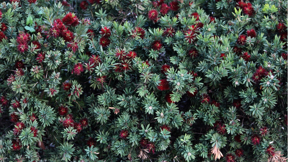 9 Varieties From The Diverse Callistemon Genus You Should Consider ...