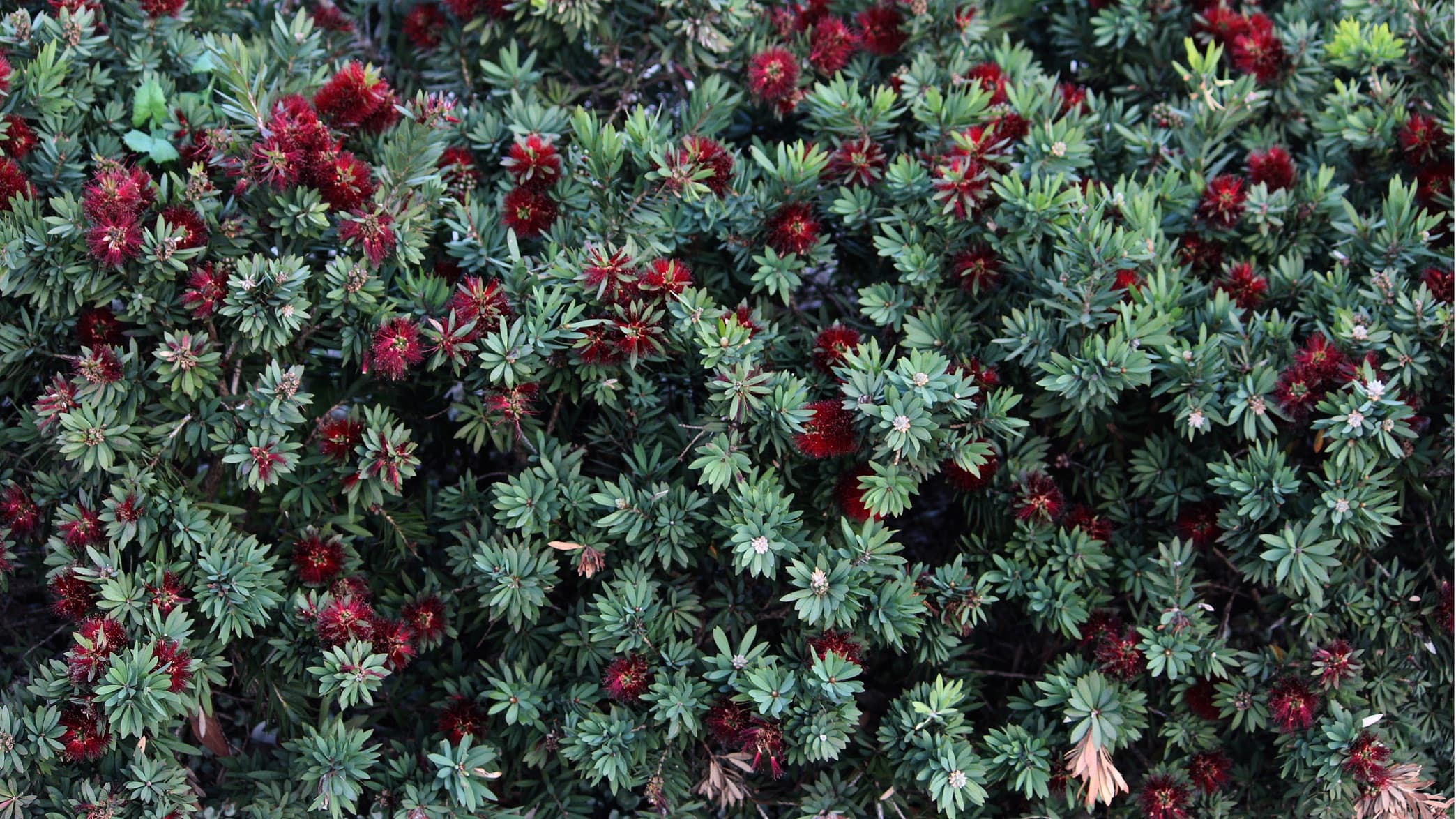 birds eye view of red flowering dwarf bottlebrush plant
