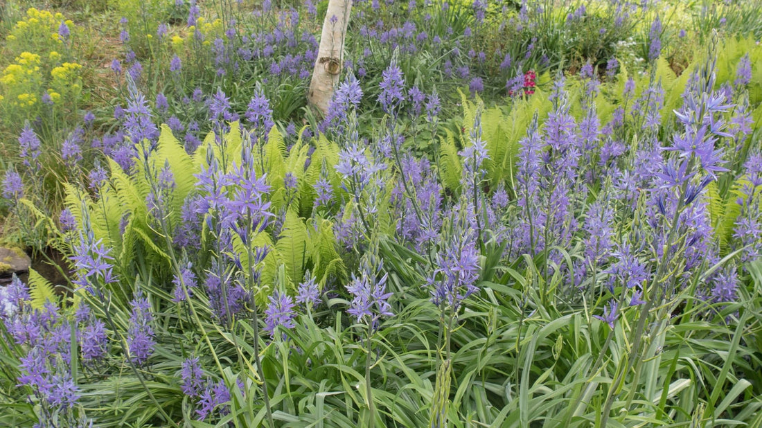 Camassia leichtlinii in a cottage garden