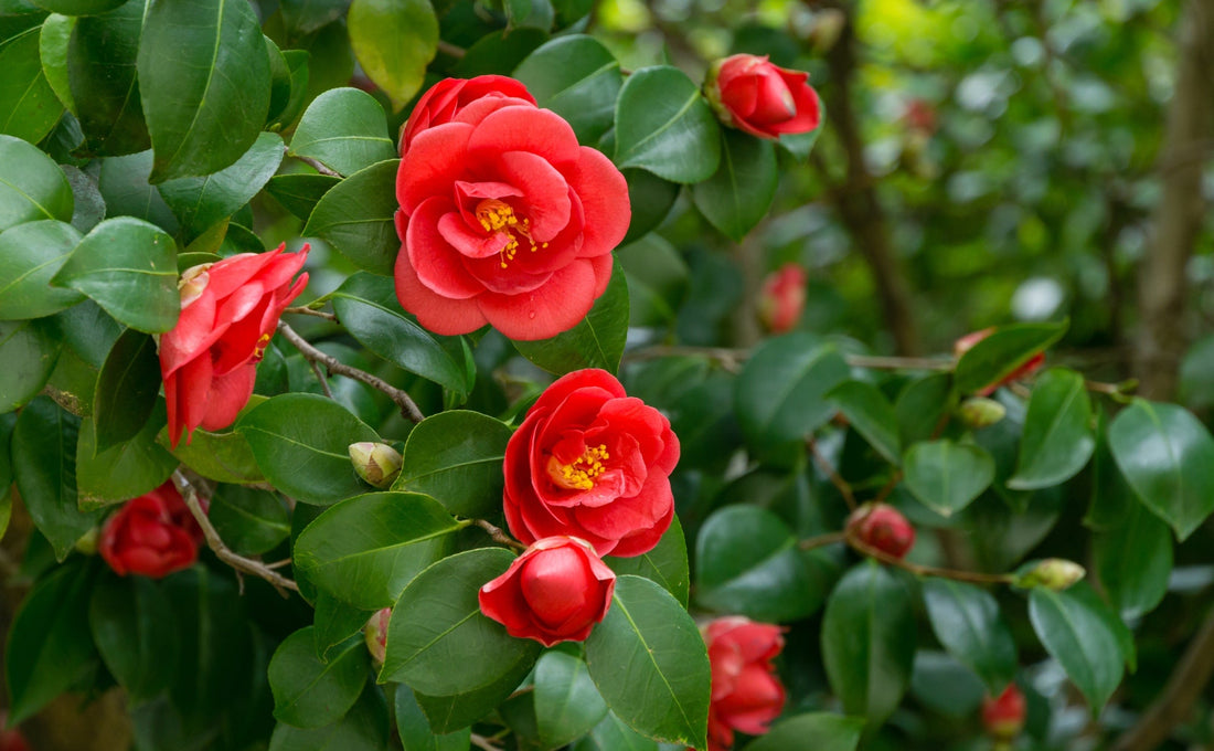 the red rosettes from a C. japonica shrub with bright green ovate leaves