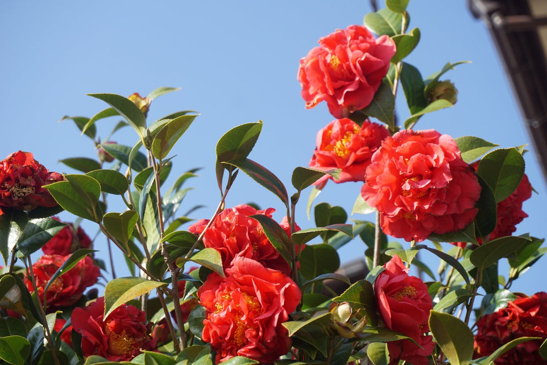 ruffled red blooms from a camellia shrub with a blue sky in the backdrop