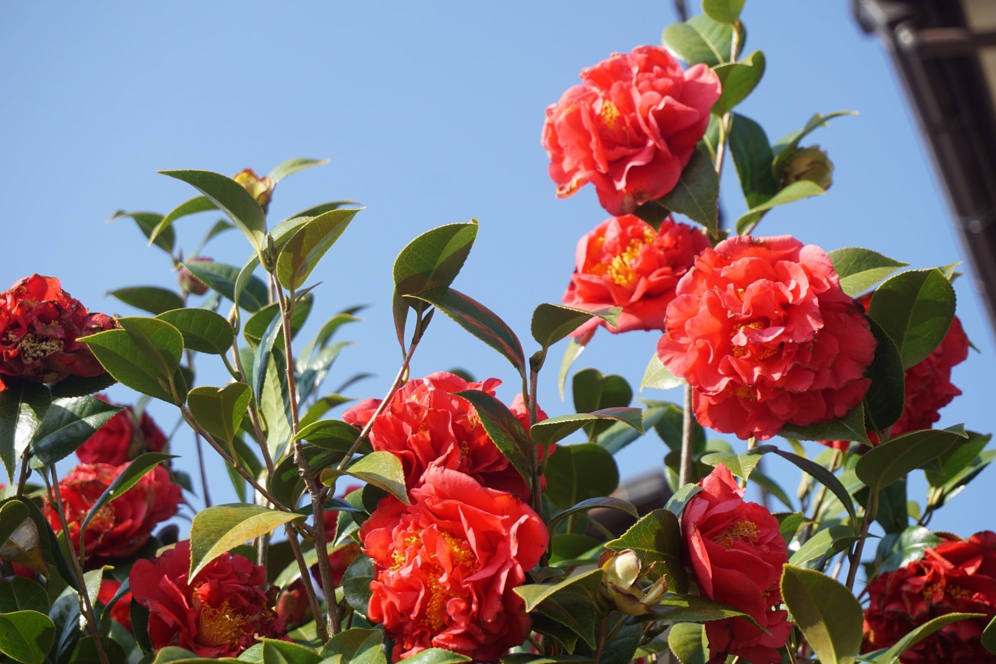 ruffled red blooms from a camellia shrub with a blue sky in the backdrop