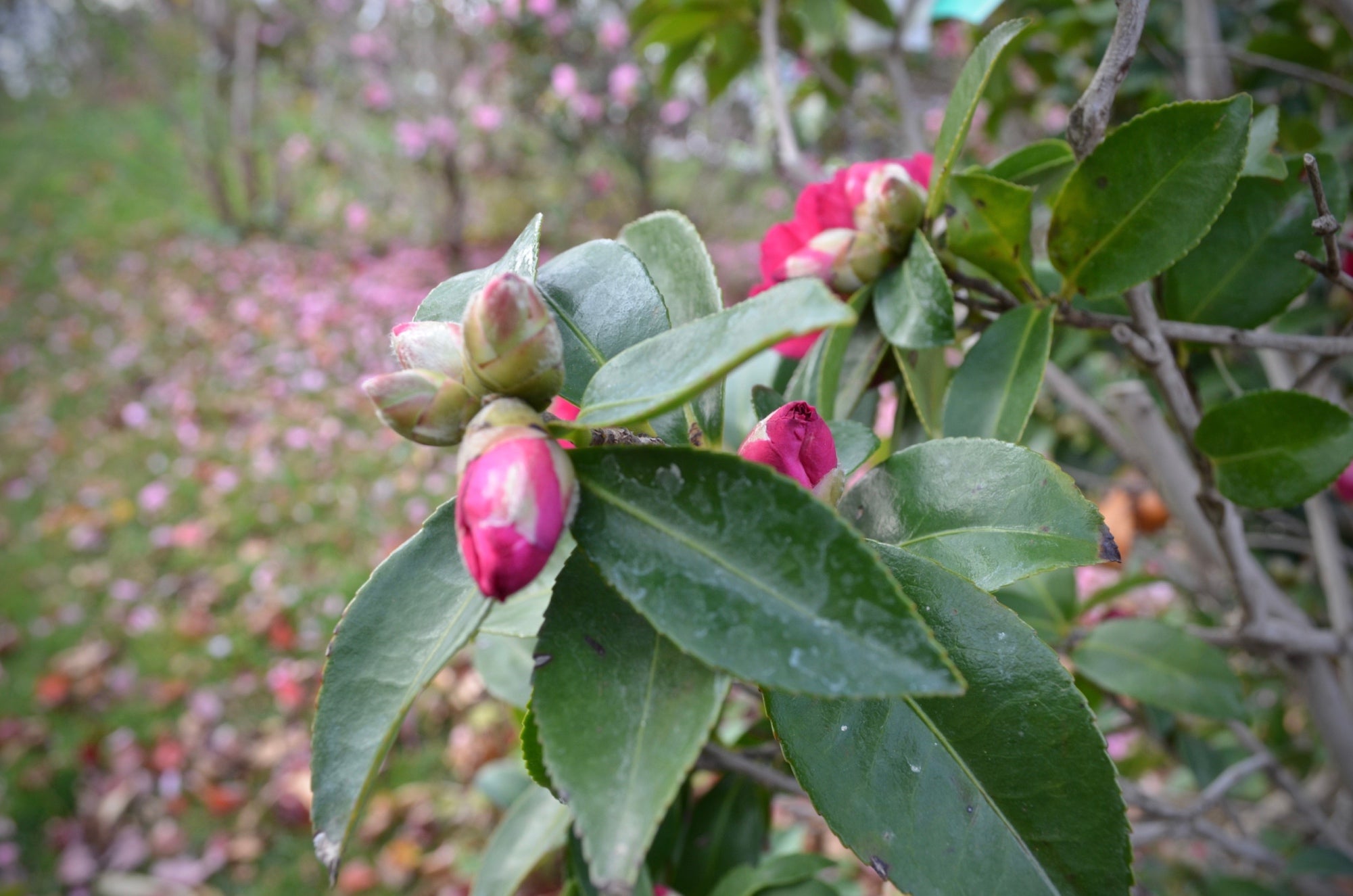 Bud Drop? Lorraine Summers Shares 3 Reasons Your Camellia Buds Are Not Flowering