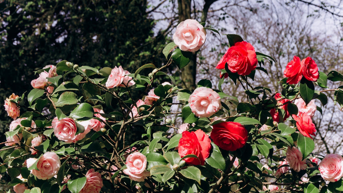 japanese camellias with red and pink flowering rosettes