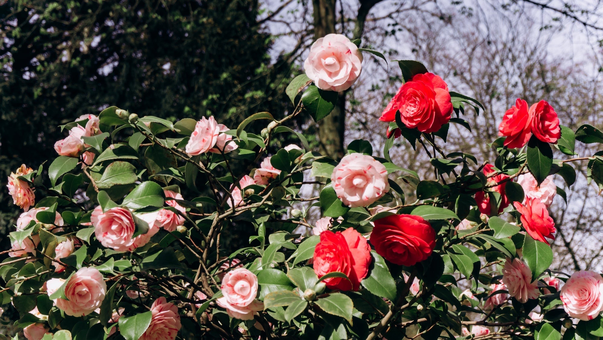 japanese camellias with red and pink flowering rosettes