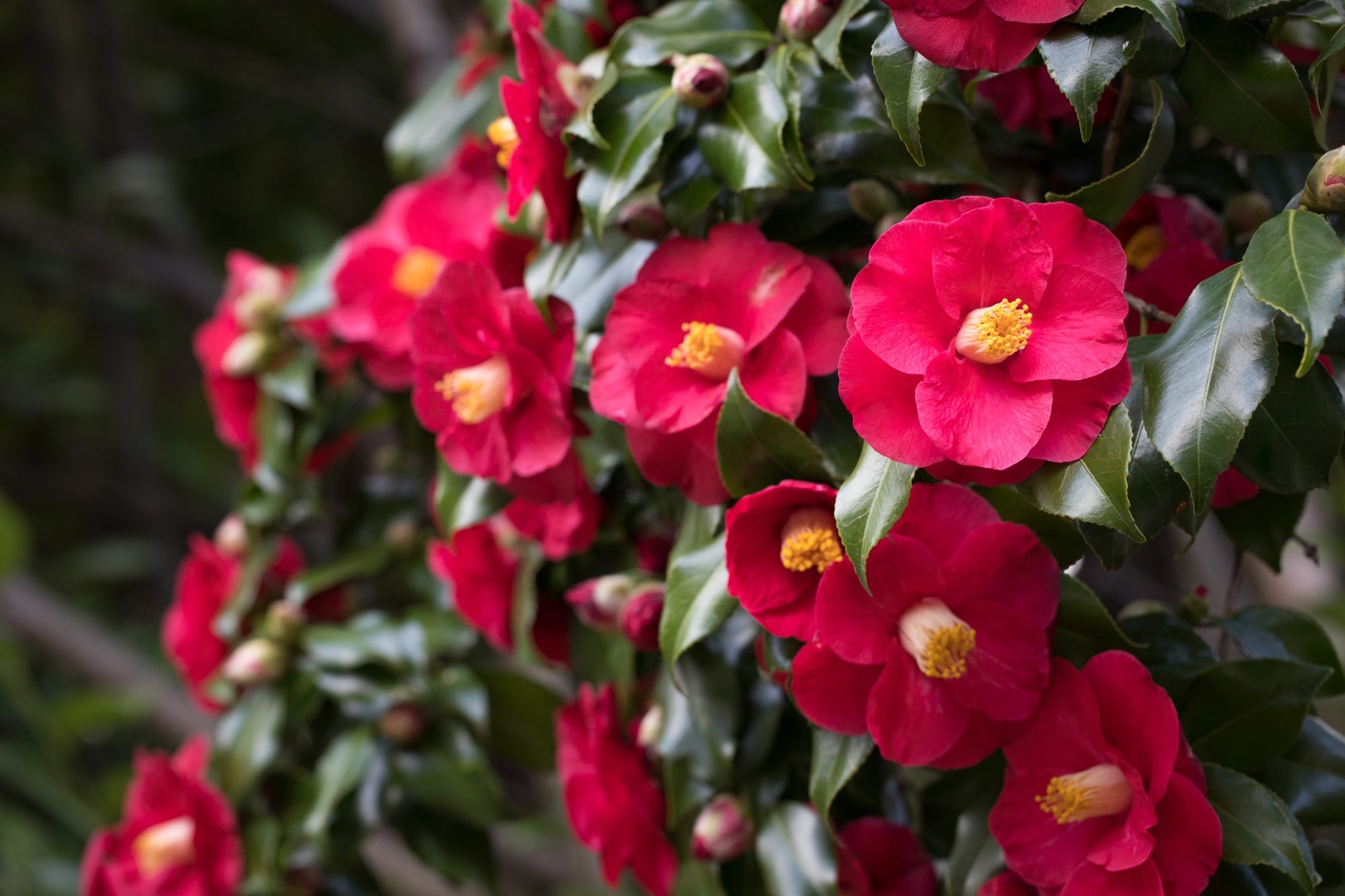 yellow stamens at the centre of pinky-red camellia flowers growing from the green-leaved shrub
