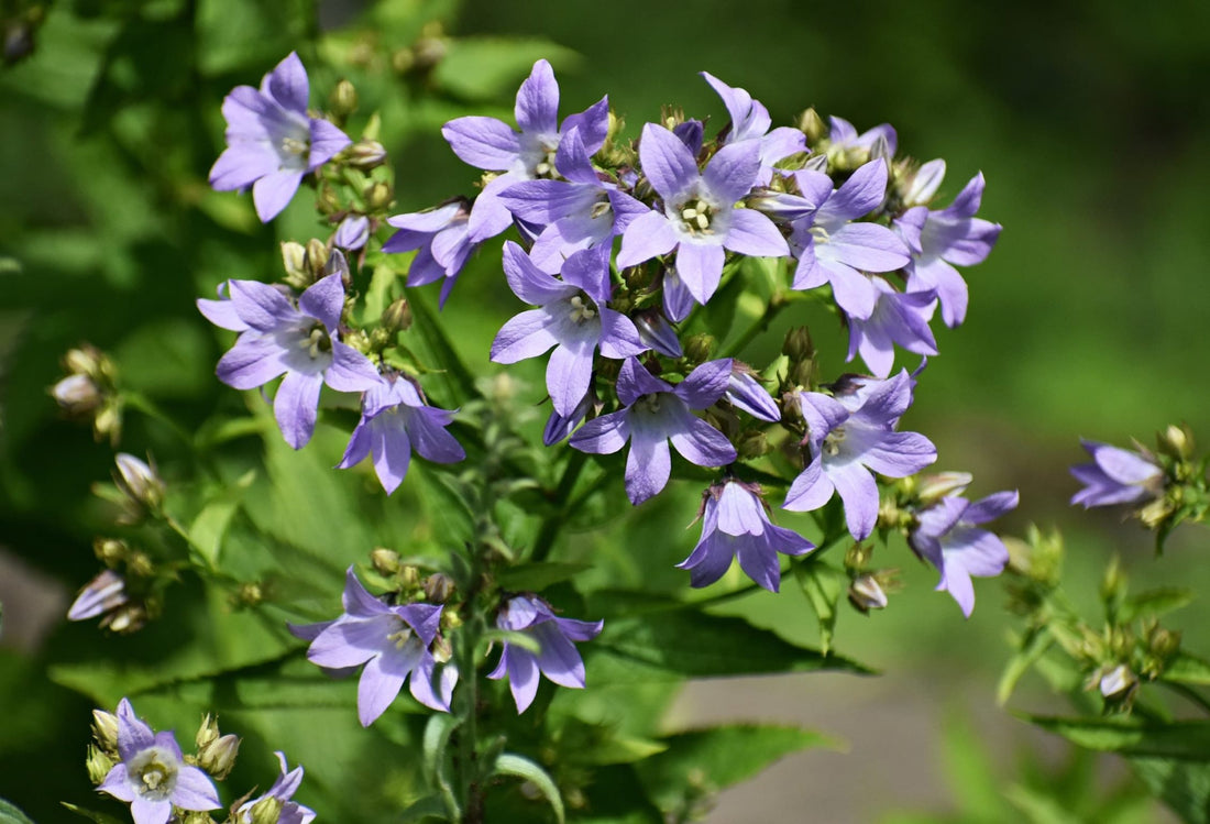 light purple campanula flowers