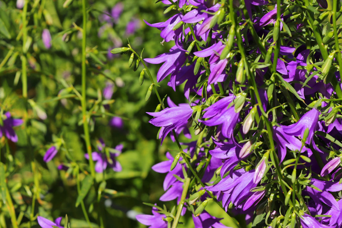 purple flowering campanula plant growing outside in a field