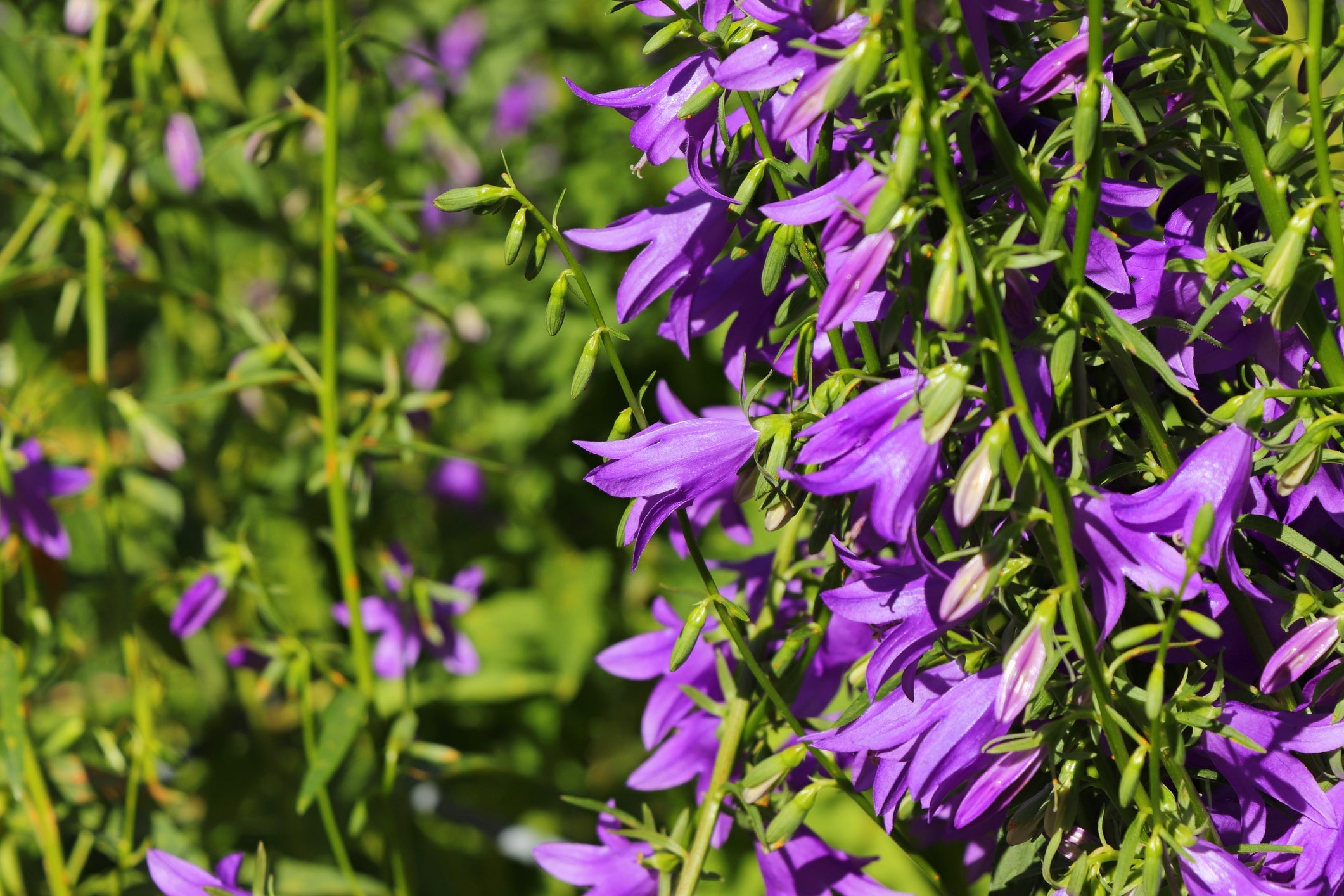 purple flowering campanula plant growing outside in a field