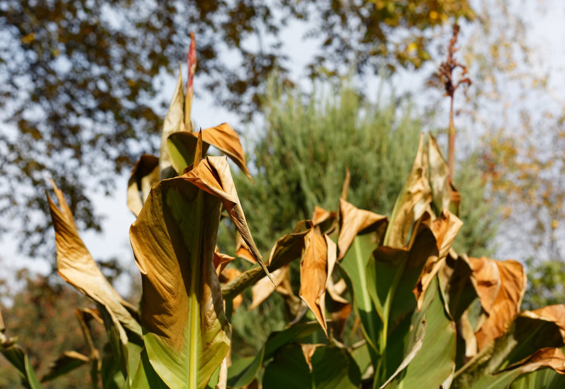 curling brown canna leaves damaged by winter frost