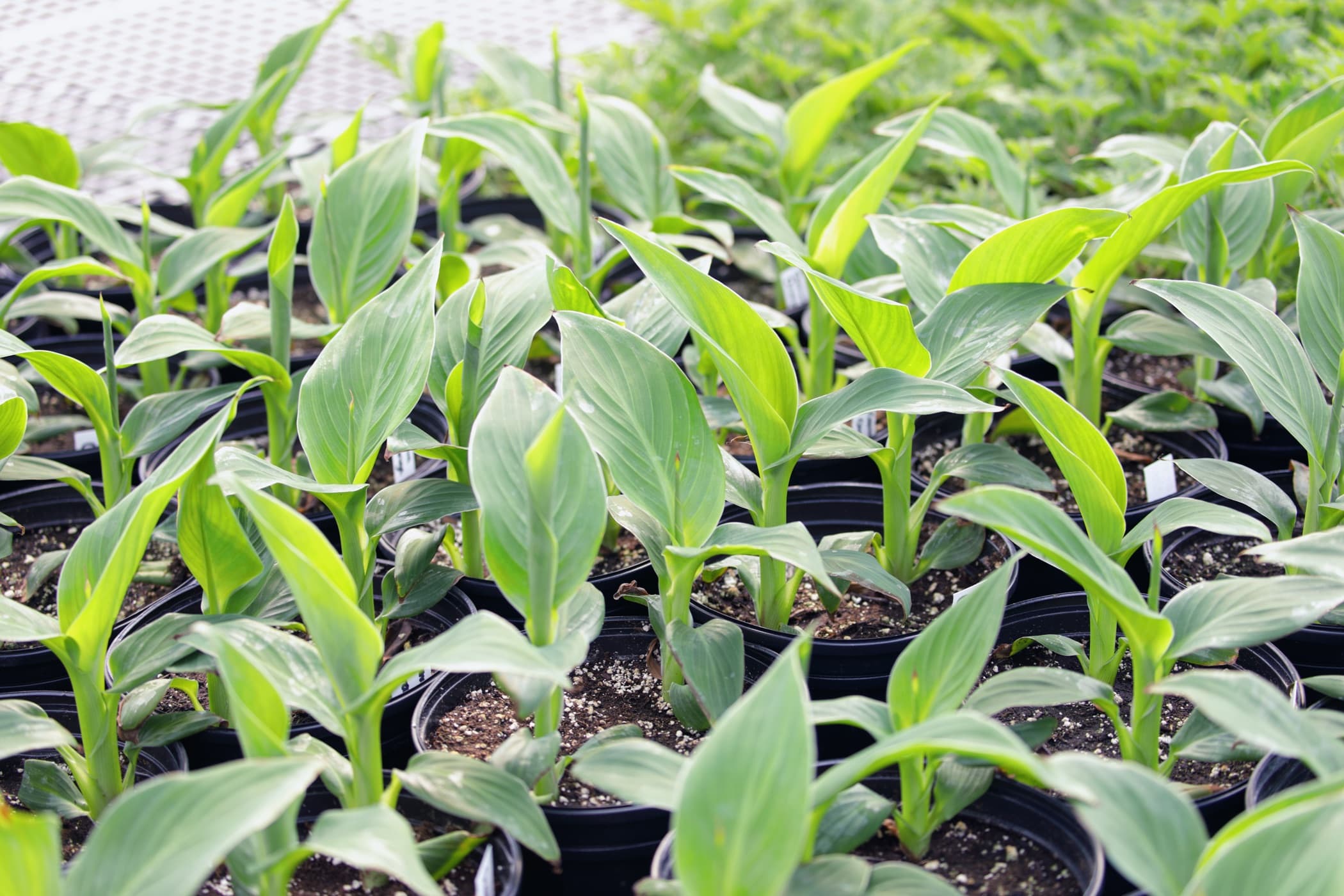 many canna seedlings in small plastic pots