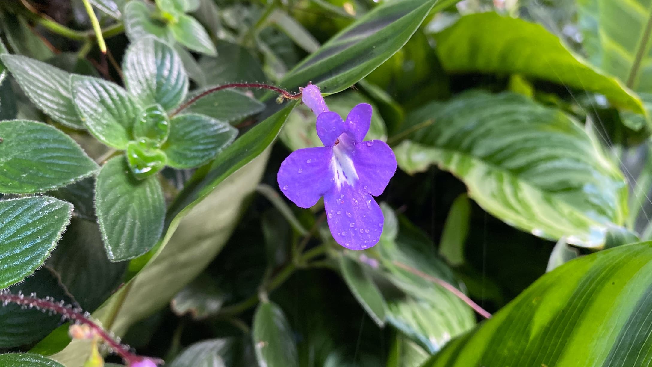 a single purple flower of Streptocarpus Saxorum