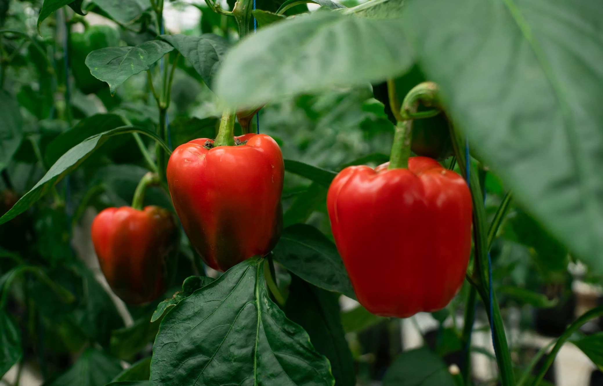ripe red bell peppers growing from a large plant with dark green leaves