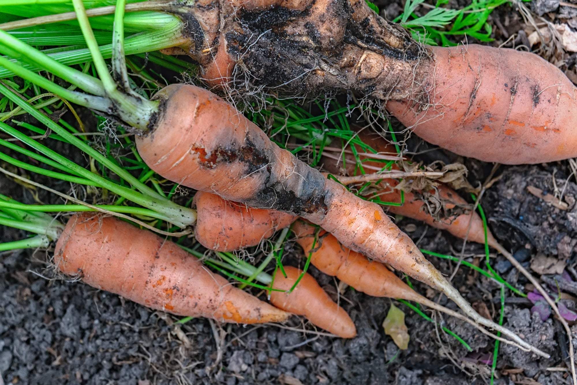 orange carrots that are covered in black rotting patches with green stems lying on some soil