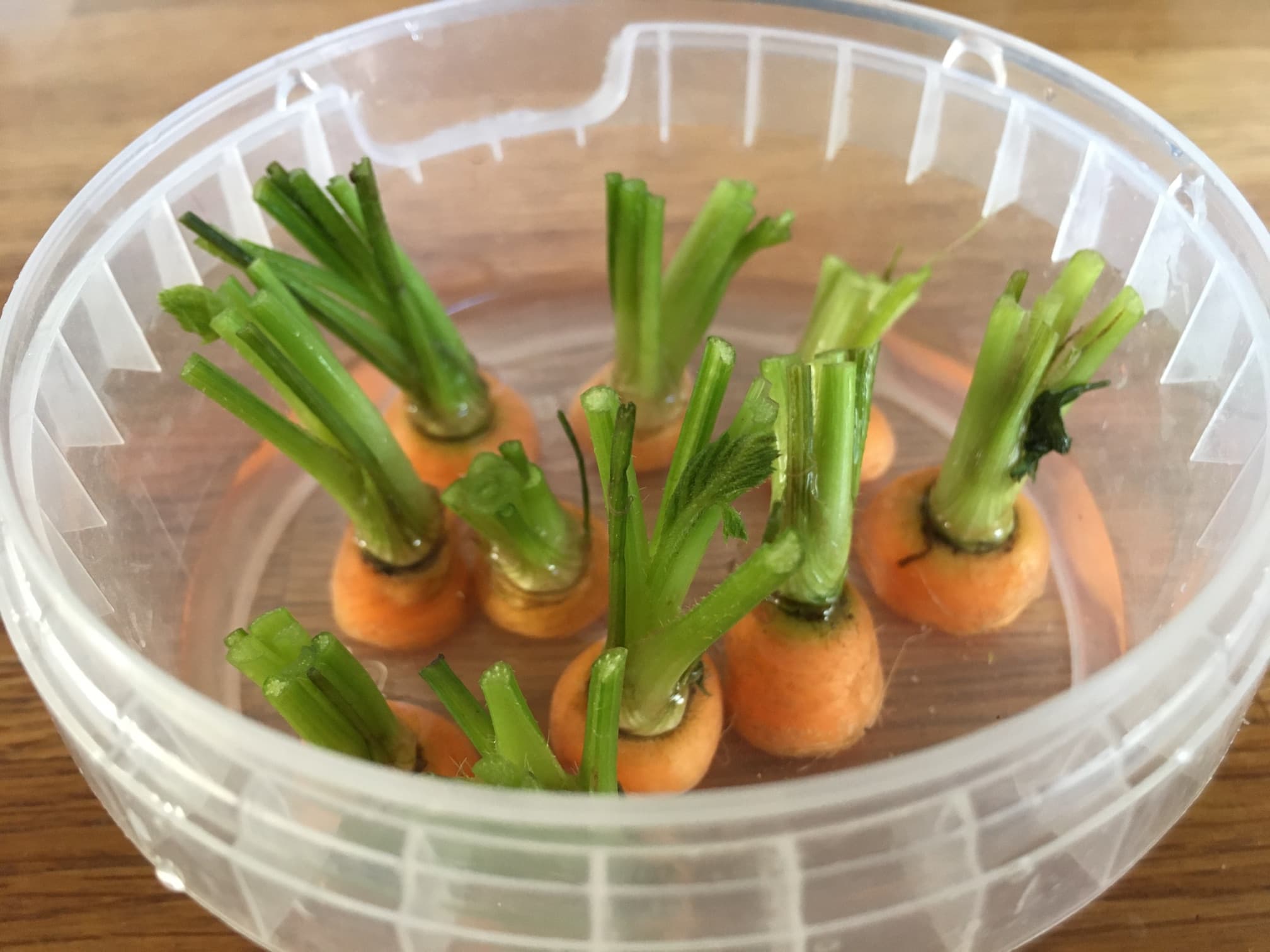 carrot tops growing in a water filled plastic tub