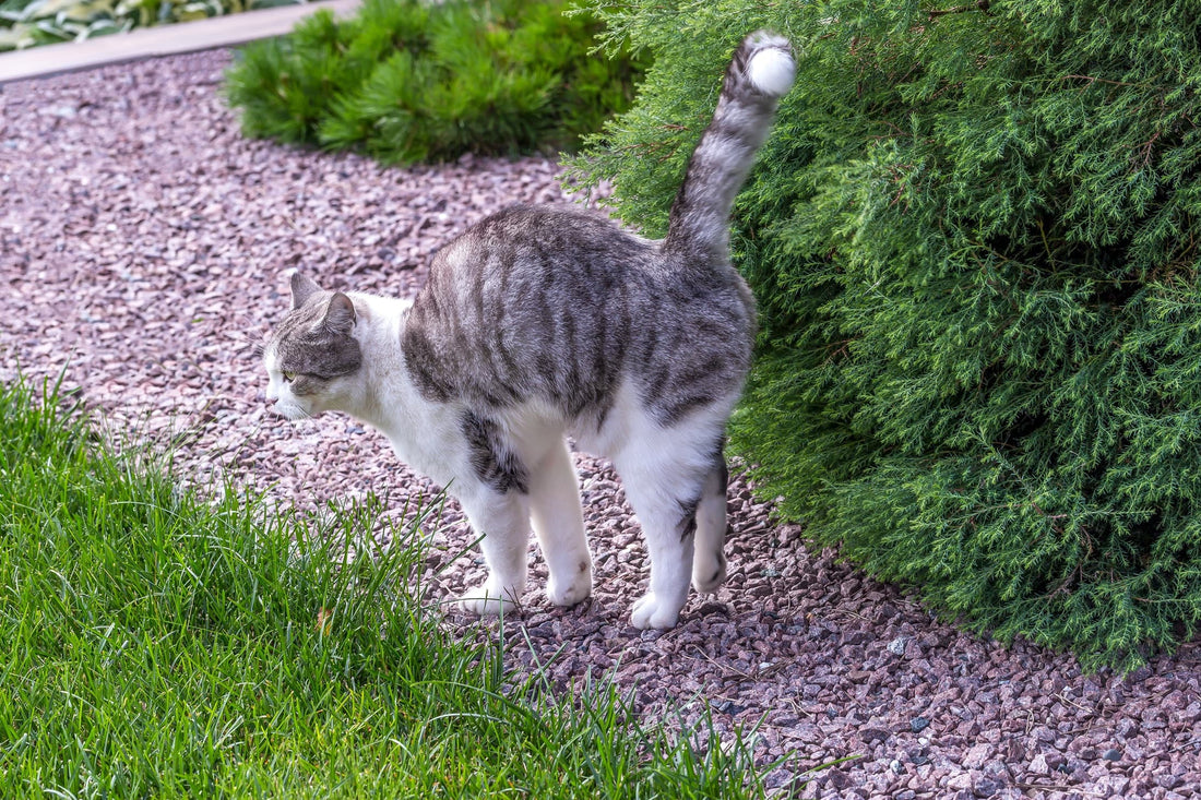 cat spraying urine on garden conifer