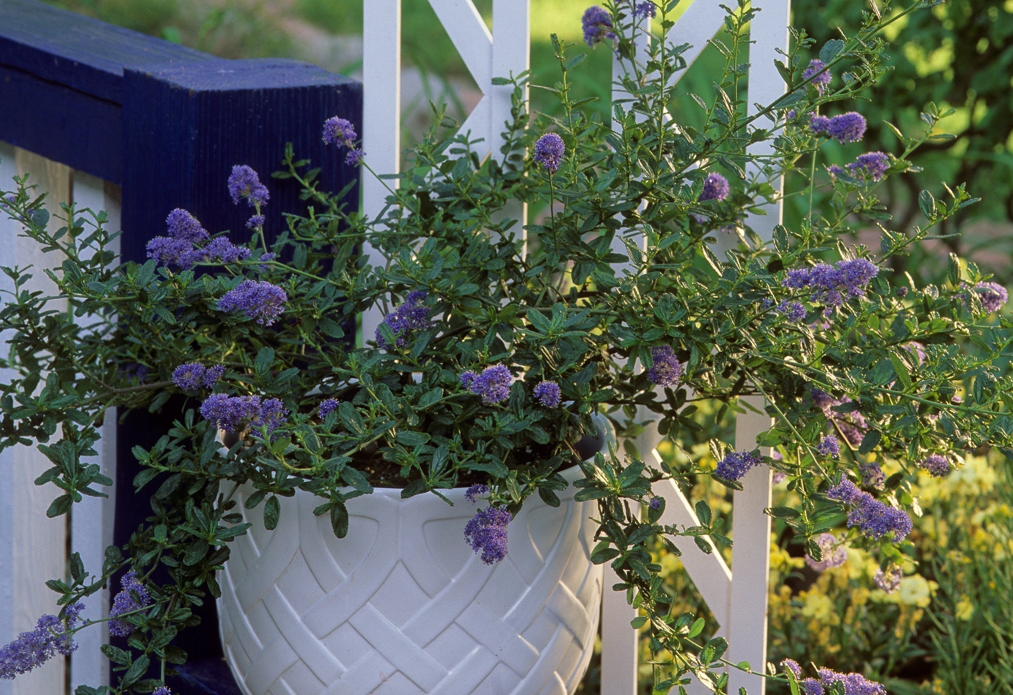 a purple flowering ceanothus growing in a ganging container in front of a house outside