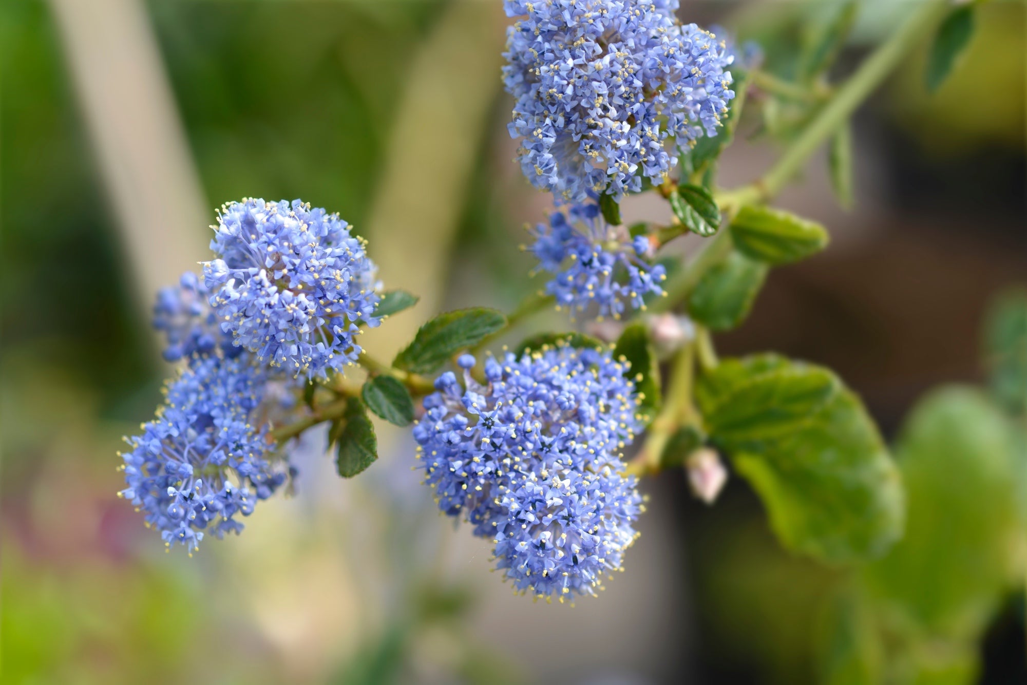 a green stem protruding from a ceanothus plant bearing blue flowering clusters of small star-shaped flowers