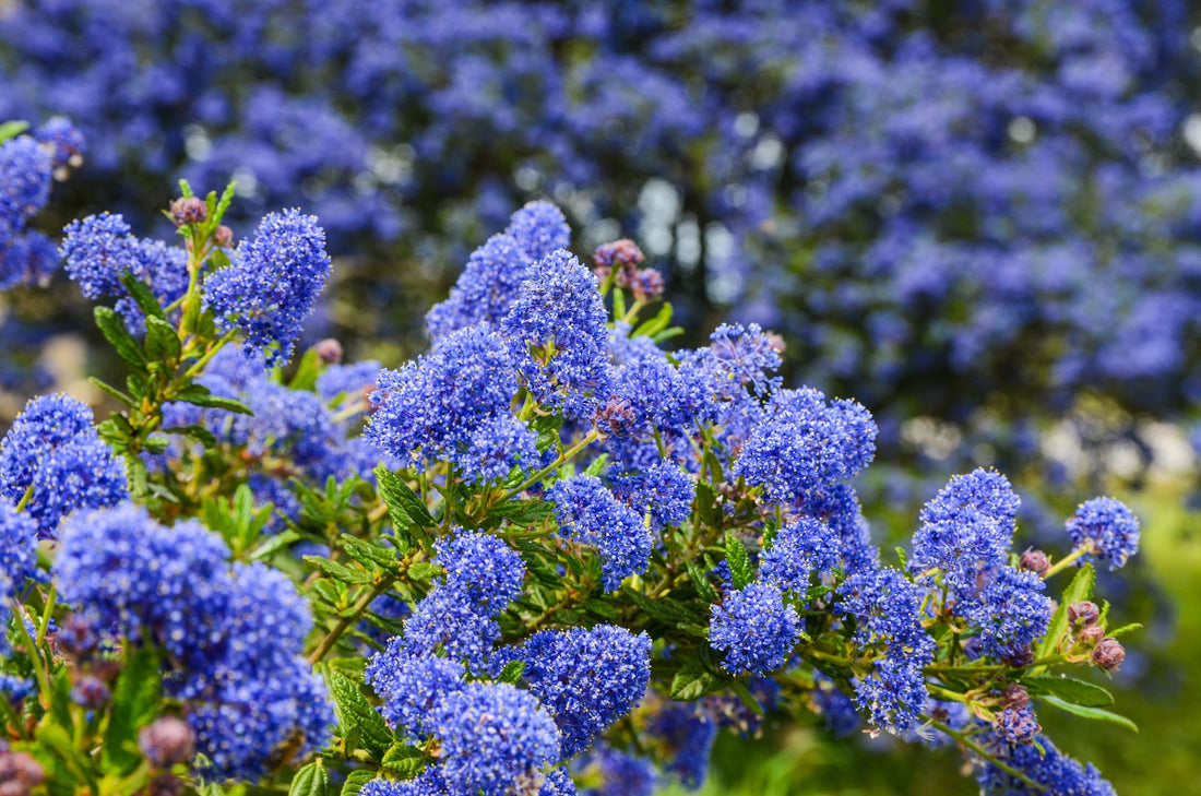 blue inflorescences towering from the green stems of a ceanothus shrub