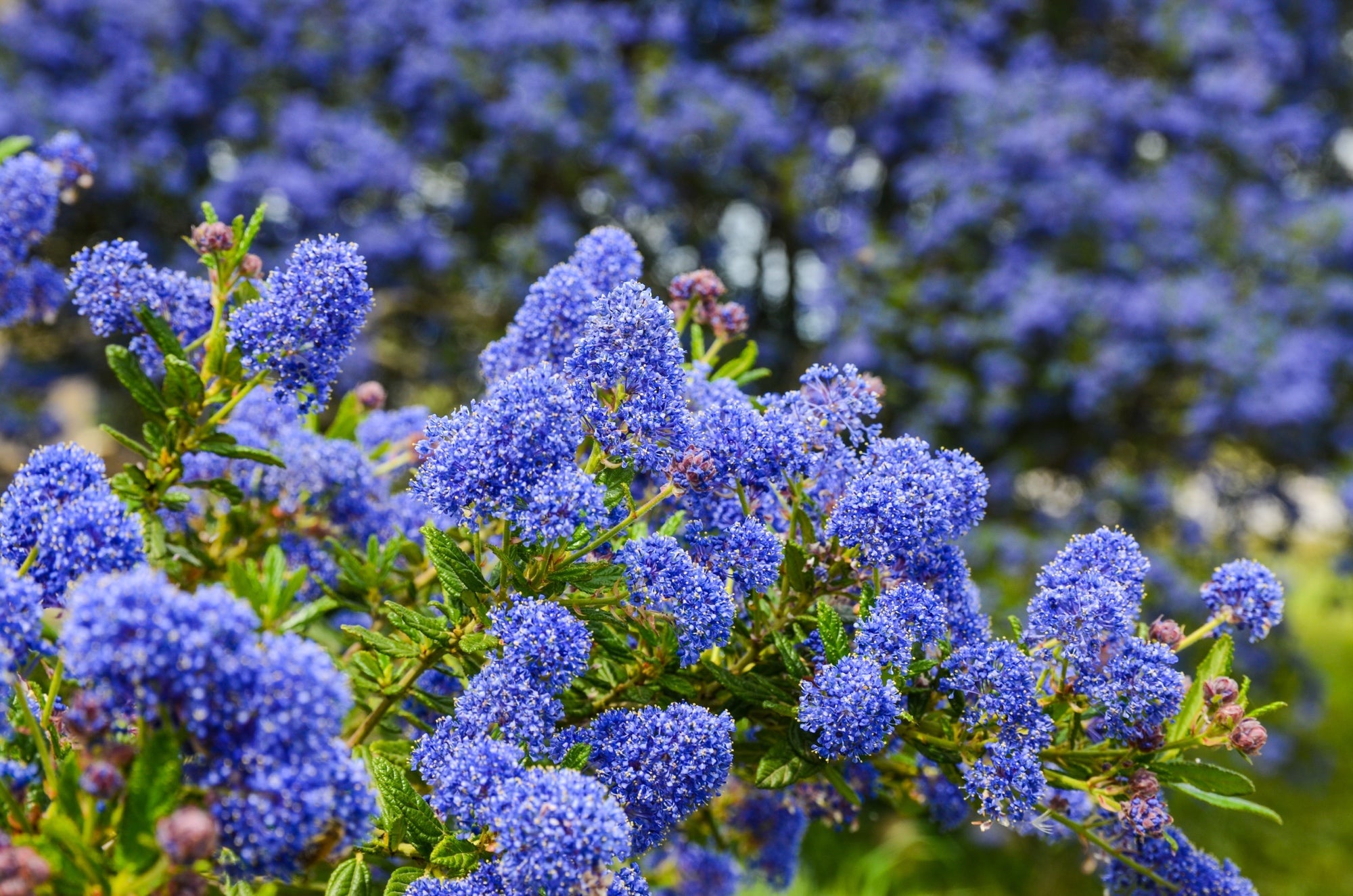 blue inflorescences towering from the green stems of a ceanothus shrub