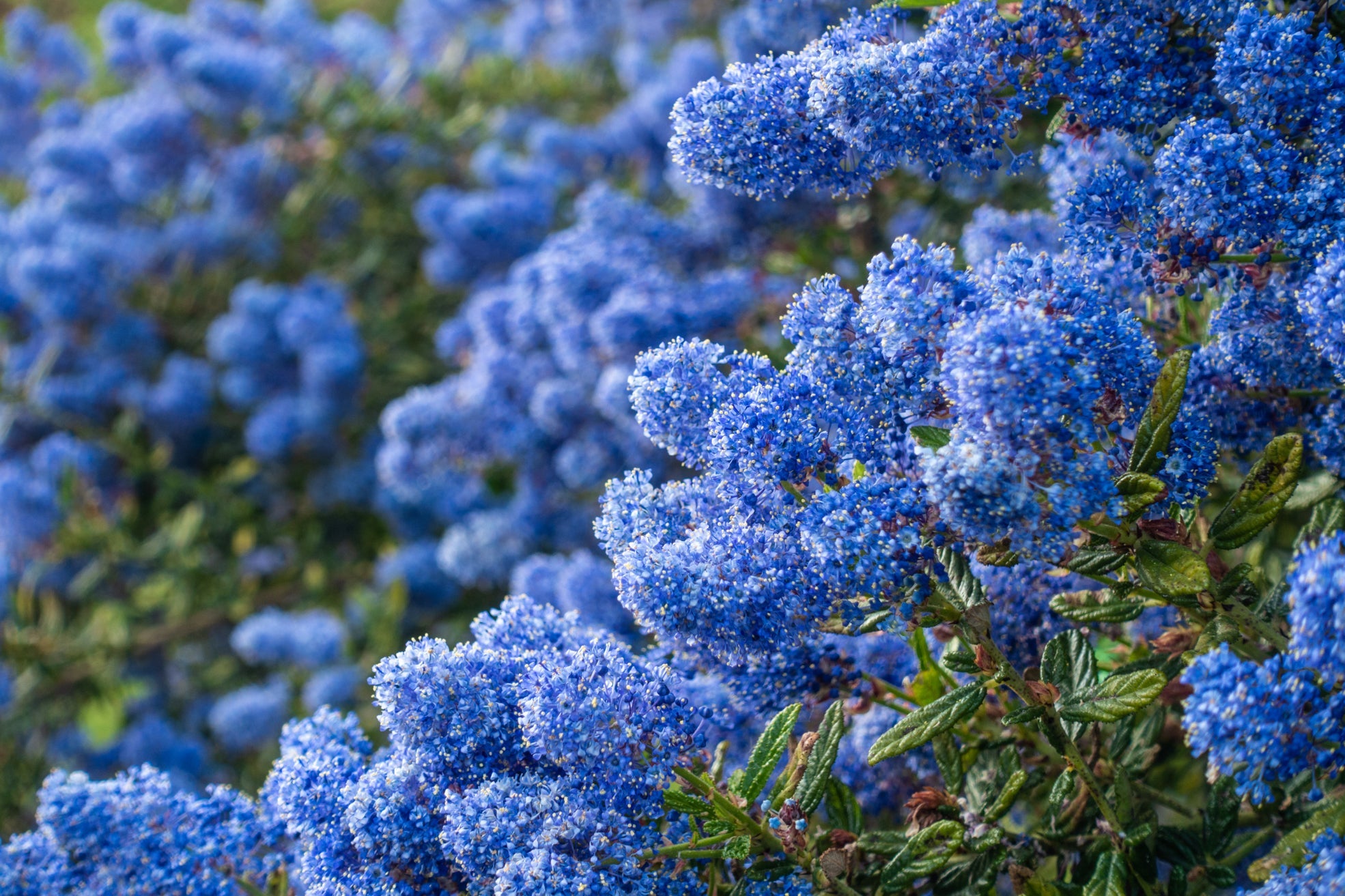 ceanthus shrub with clusters of blue flowers growing outside