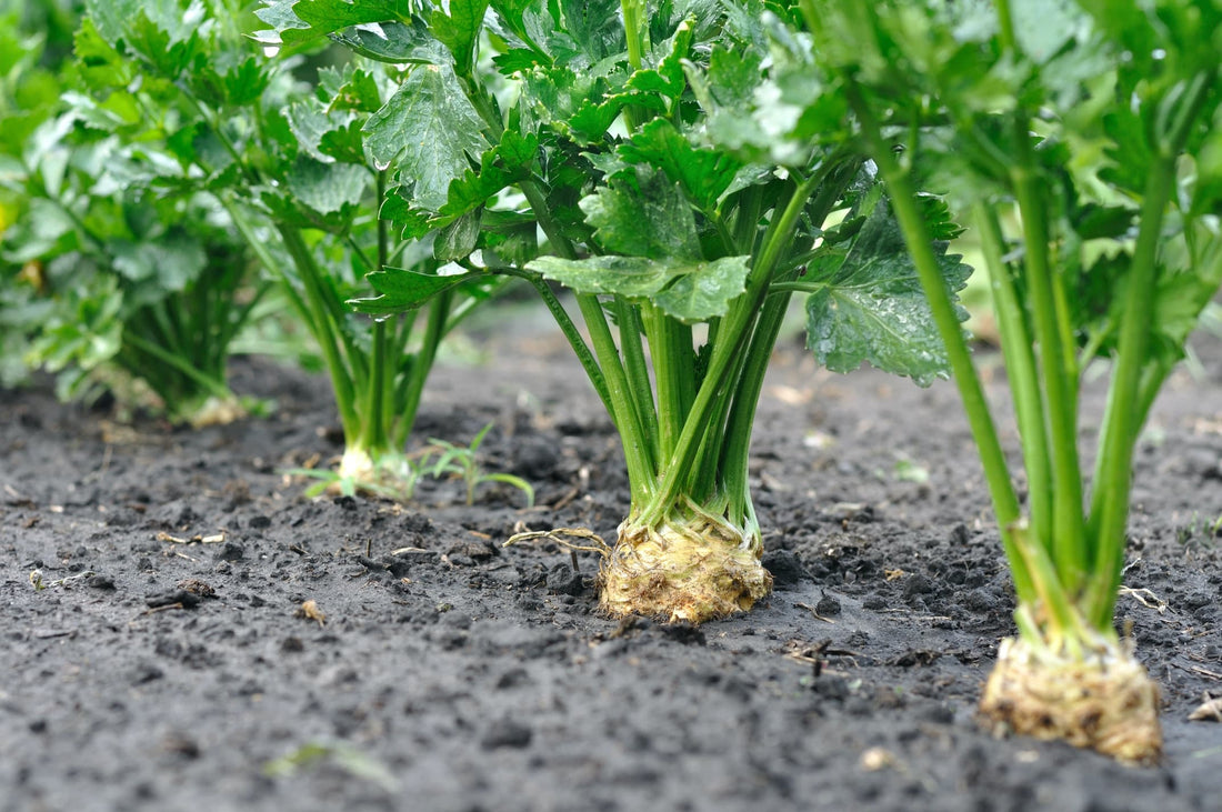 closeup of celery plants rooted in the ground